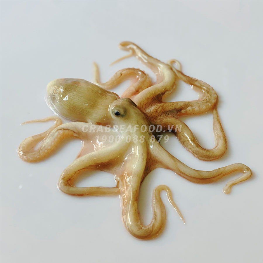 Bạch tuộc tươi sống - Mua Ngay tại Crab Seafood