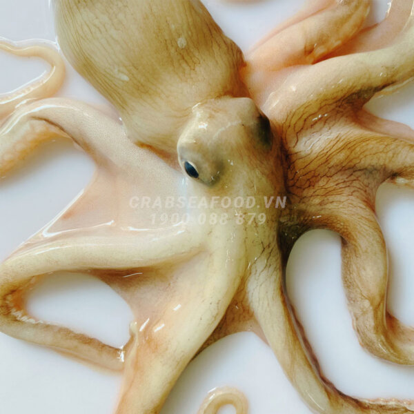Bạch tuộc tươi sống - Mua Ngay tại Crab Seafood