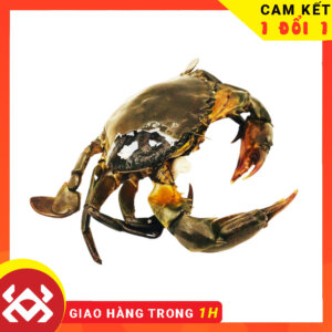 Cua cốm sống - Crab Seafood