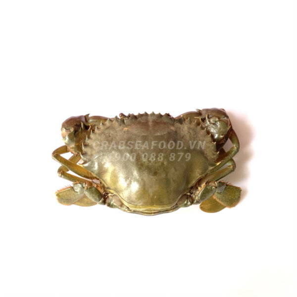 Cua gạch tươi sống - Crab Seafood