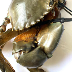 Cua thịt tươi sống - Crab Seafood