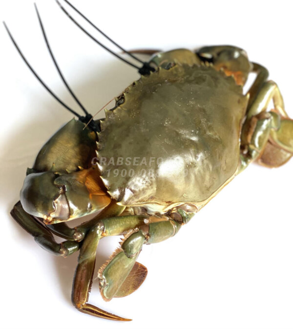 Cua thịt tươi sống - Crab Seafood