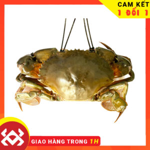 Cua thịt bự sống, chắc thịt - Crab Seafood