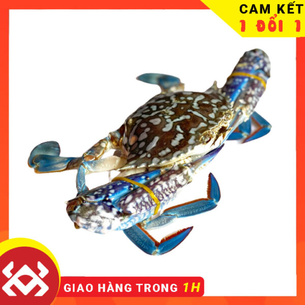 Ghẹ xanh tươi sống - Crab Seafood