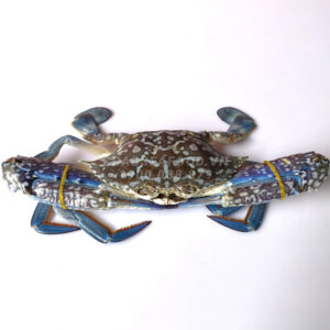Ghẹ xanh tươi sống - Crab Seafood