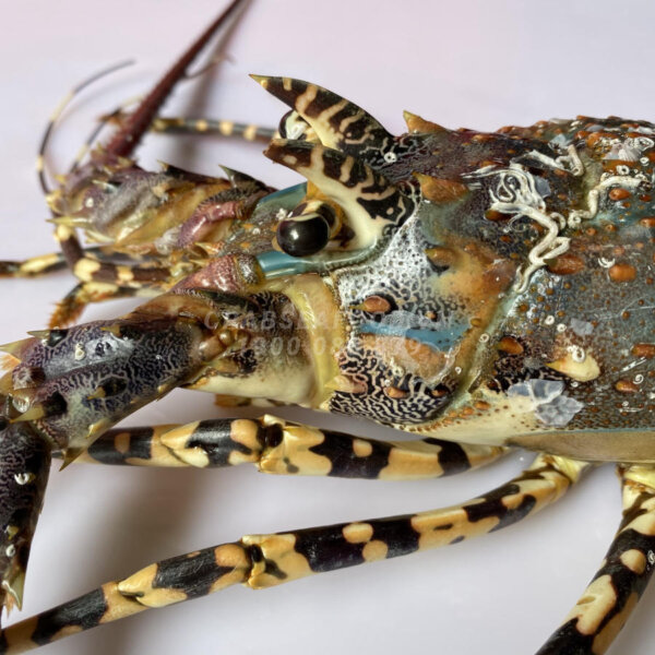 Tôm hùm bông sống - Crab Seafood