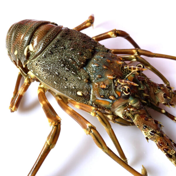 Tôm hùm xanh tươi sống - Crab Seafood