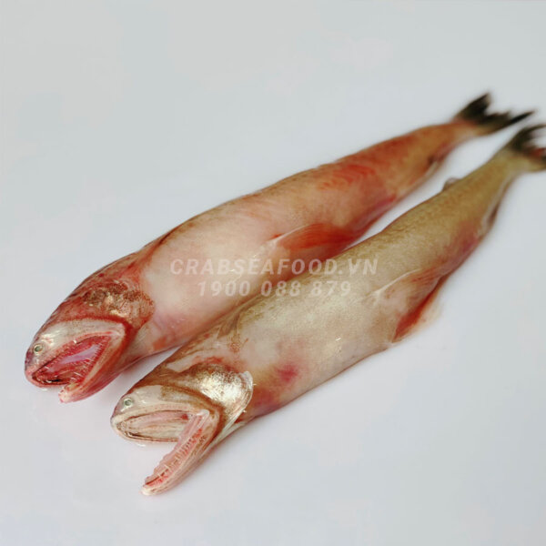 Cá khoai tươi ngon - Crab Seafood
