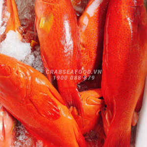 Cá mú đỏ sống, tươi ngon tại Crab Seafood