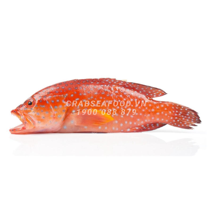 Cá mú đỏ sống, tươi ngon tại Crab Seafood