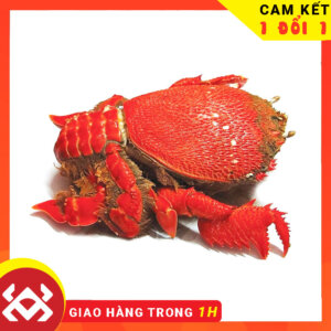 Cua huỳnh đế tươi sống - Crab Seafood
