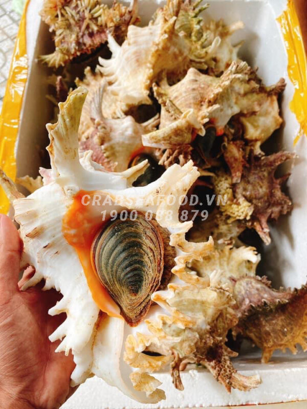 Ốc gai sống - Mua ốc gai tươi sống - Crab Seafood