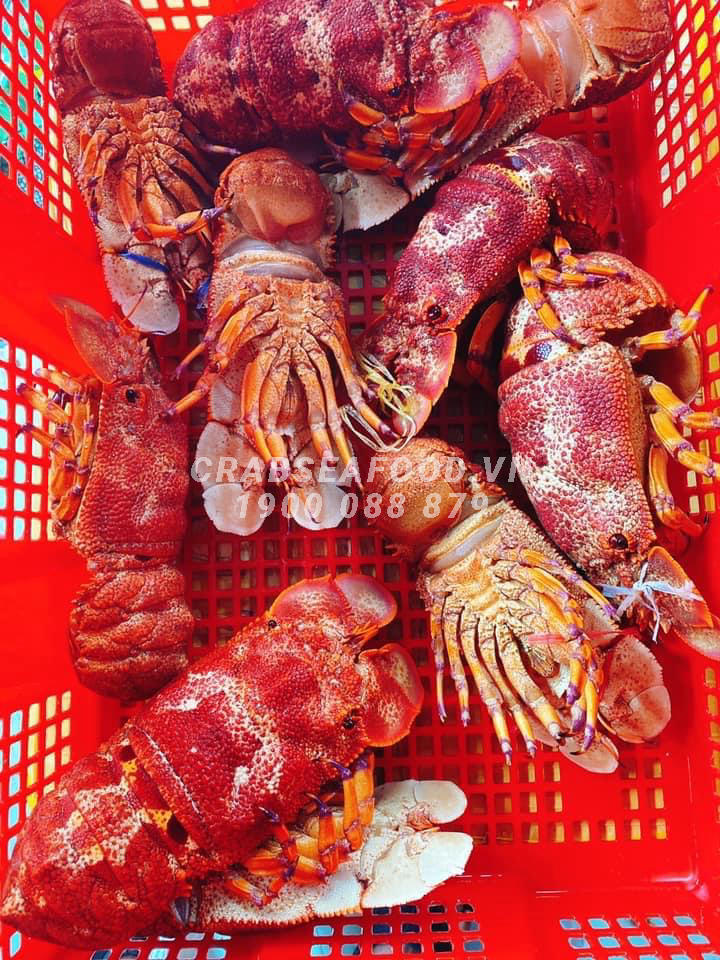 Tôm mũ ni đỏ sống - Crab Seafood