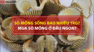 Giá sò mồng tươi sống tại Tp.HCM
