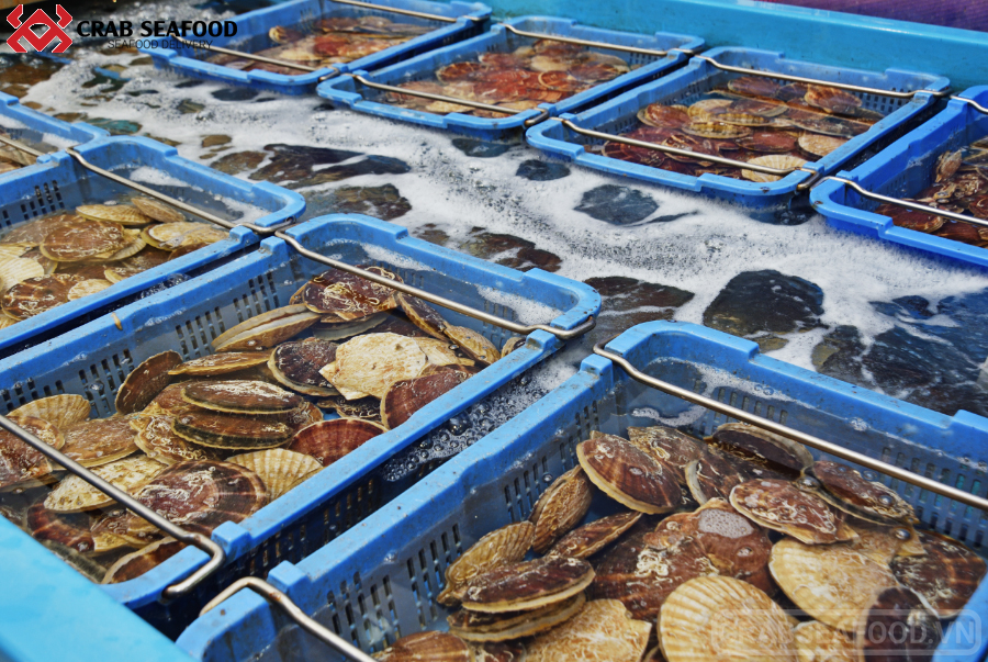 Mua sò điệp Nhật tươi sống tại Crab Seafood